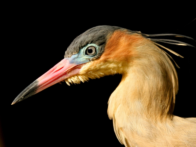 674 - HERON - HECK FELICIE - luxembourg.jpg